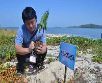 Menanam Pohon Sukun di Pulau Gusung Toraja. Foto : Ridwan Rido/Disbudpar Polman